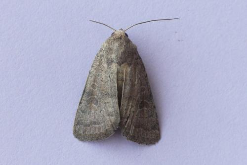 Hoplodrina ambigua